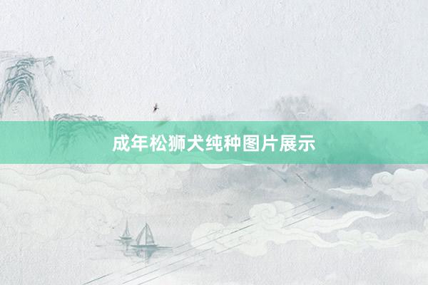 成年松狮犬纯种图片展示